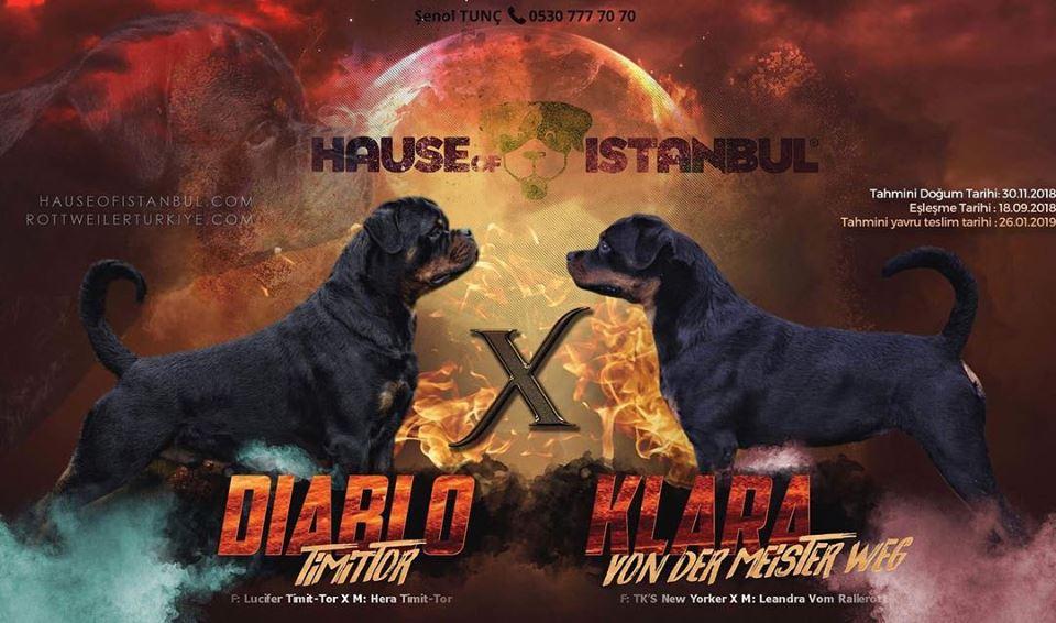 Rottweiler çiftliği