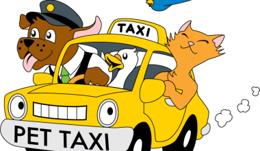 Pet Taxi