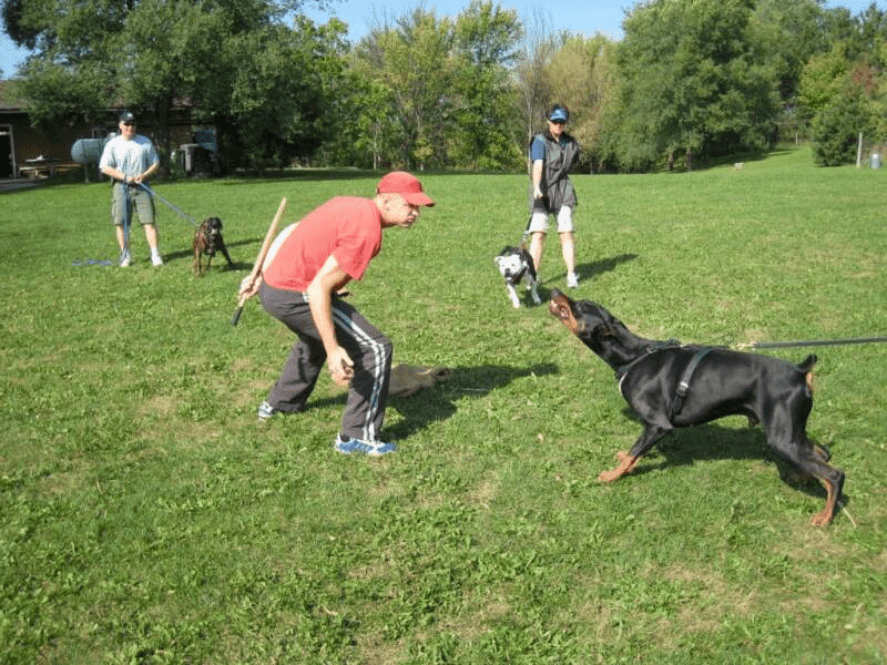 Schutzhund Eğitimi