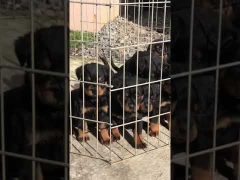 Yavru Rottweiler İstanbul Satılık