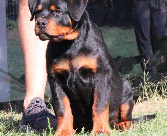 Zonguldak Rottweiler Cinsi Köpekler ve İnsan İlişkileri
