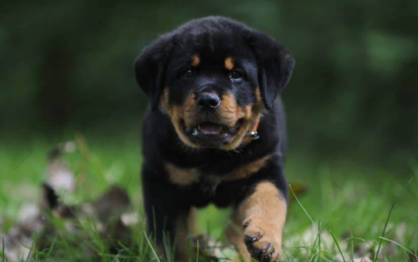 Köpek Çiftliğinden Rottweiler Satılık Yavru