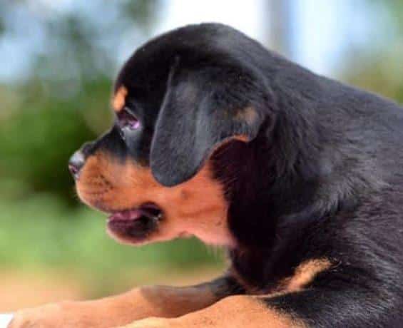 Rottweiler Yavrusu Nerden Alınır ve Nasıl Bakılır