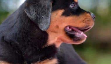 Satılık Rottweiler Arıyorsanız Bizimle İletişime Geçiniz