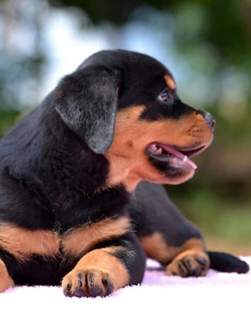 Satılık Rottweiler Arıyorsanız Bizimle İletişime Geçiniz