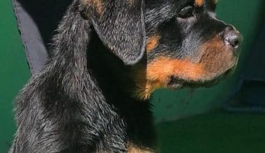 Safkan Efsane Dişi Rottweiler Yavrular Teslime Hazır