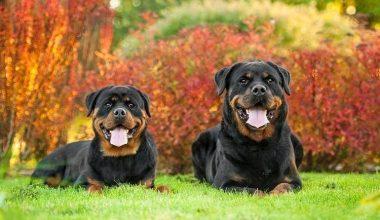 Rottweiler: Güçlü, Sadık ve Koruyucu Köpekler