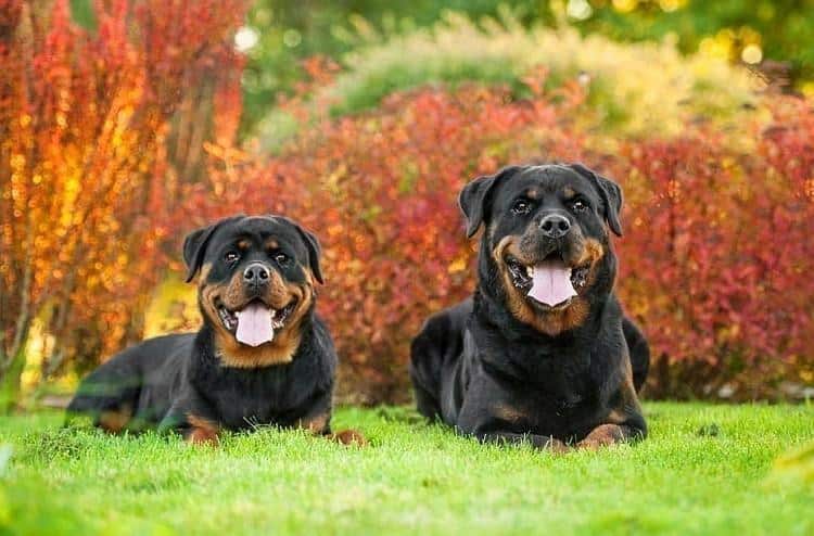 Rottweiler: Güçlü, Sadık ve Koruyucu Köpekler