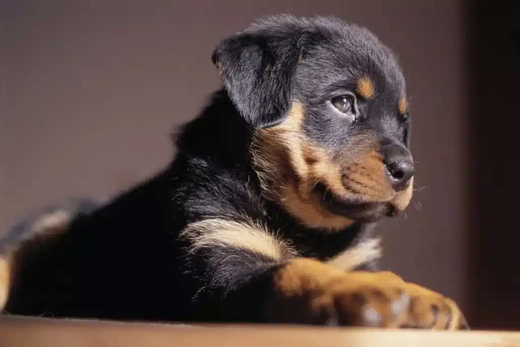 Yavru Rottweiler Bakımı Nasıl Yapılmalı?