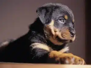 Yavru Rottweiler Bakımı Nasıl Yapılmalı?