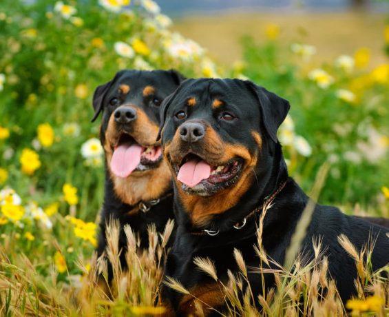 Rottweiler: Güçlü ve Sadık Bekçi Köpekleri