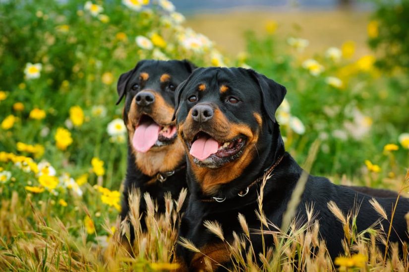Rottweiler: Güçlü ve Sadık Bekçi Köpekleri
