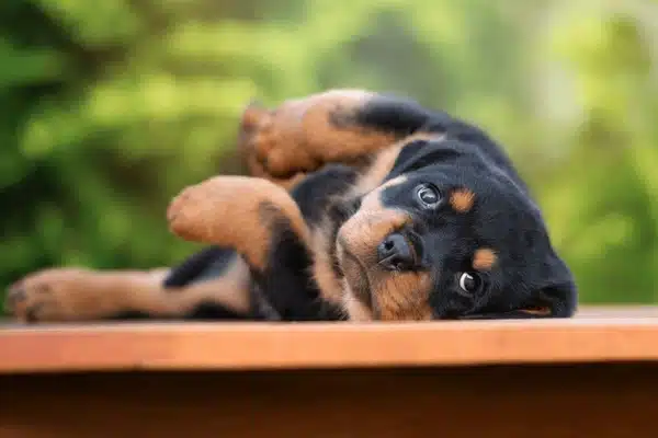 Yavru Rottweiler Hakkında Bilmek İstedikleriniz