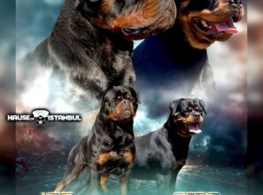Rottweiler Mutlu ve İtaatkâr Bir Dost