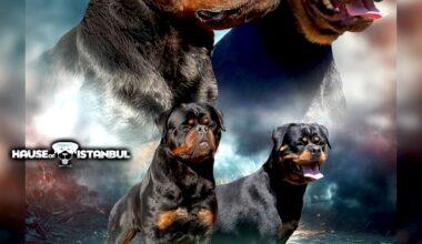 Rottweiler Mutlu ve İtaatkâr Bir Dost