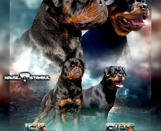 Rottweiler Mutlu ve İtaatkâr Bir Dost