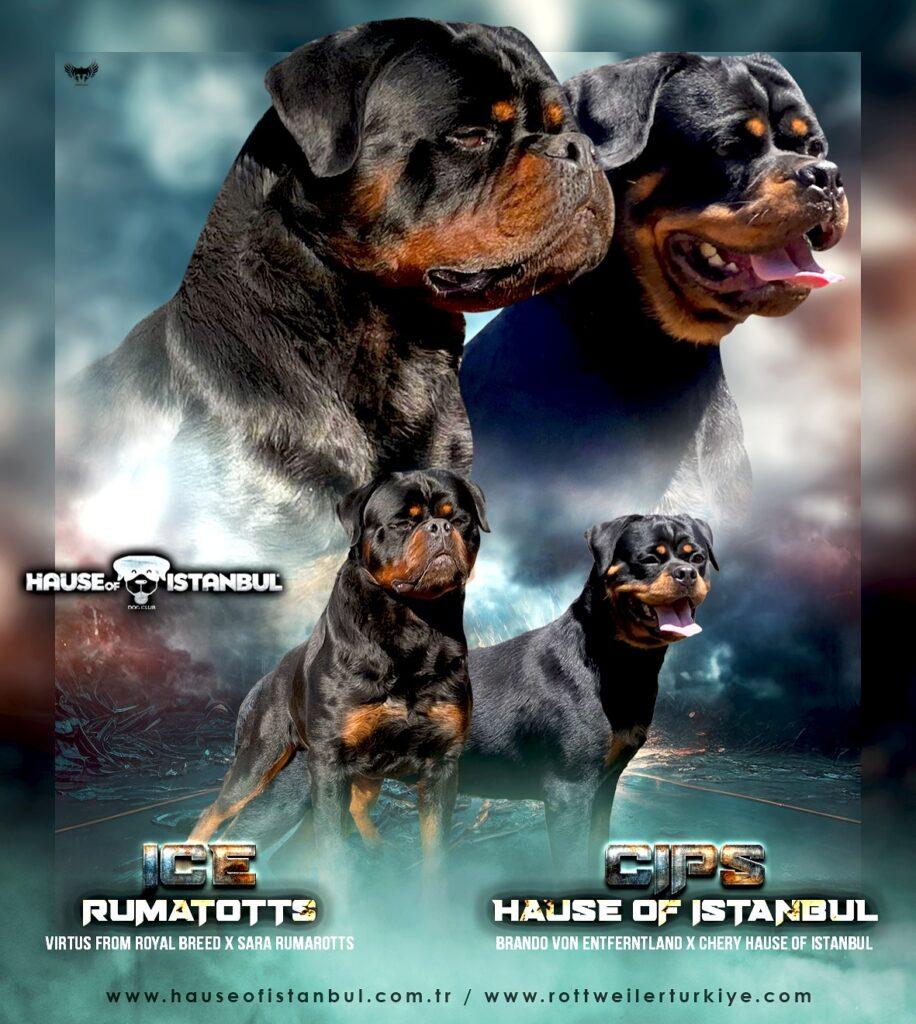 Rottweiler Mutlu ve İtaatkâr Bir Dost